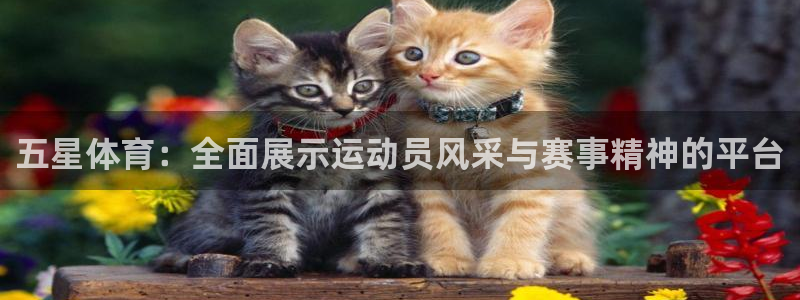 178直播体育赛事nba新版.好游网.org